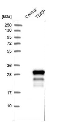 Western Blot: Testis Development Related Protein Antibody [NBP1-93675] - Analysis in control (vector only transfected HEK293T lysate) and TDRP over-expression lysate (Co-expressed with a C-terminal myc-DDK tag (3.1 kDa) in mammalian HEK293T cells).
