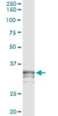 Immunoprecipitation: Testisin/Prss21 Antibody (2E10) [H00010942-M01] - Analysis of PRSS21 transfected lysate using anti-PRSS21 monoclonal antibody and Protein A Magnetic Bead, and immunoblotted with PRSS21 MaxPab rabbit polyclonal antibody.