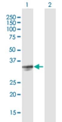 Western Blot: Testisin/Prss21 Antibody [H00010942-B01P] - Analysis of PRSS21 expression in transfected 293T cell line by PRSS21 polyclonal antibody.  Lane 1: PRSS21 transfected lysate(34.54 KDa). Lane 2: Non-transfected lysate.