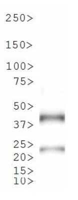 Western Blot: TetR Antibody [NB600-234] - Analysis of TetR using 23 kDa recombinant protein. Note the presence of a dimer.