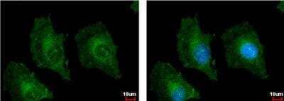 Immunocytochemistry/Immunofluorescence: Tetraspanin-3 Antibody [NBP2-20604] - HeLa cells. Green: TSPAN3 protein stained by TSPAN3 antibody diluted at 1:500. Blue: Hoechst 33342 staining.