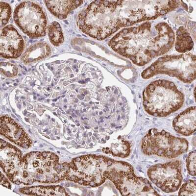 Immunohistochemistry-Paraffin: Tetraspanin-31 Antibody [NBP2-33838] - Staining of human kidney shows strong cytoplasmic positivity in renal tubules.