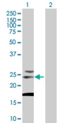 Western Blot: Tetraspanin-31 Antibody [H00006302-B02P] - Analysis of TSPAN31 expression in transfected 293T cell line by TSPAN31 polyclonal antibody.  Lane 1: TSPAN31 transfected lysate(23.1 KDa). Lane 2: Non-transfected lysate.