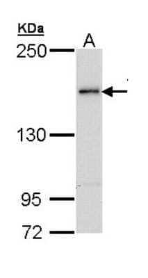 Western Blot Tex14 Antibody - BSA Free