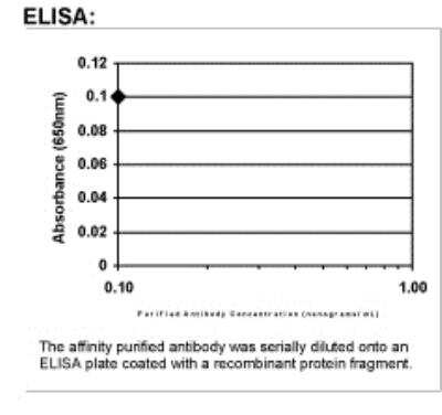 ELISA: TfR (Transferrin R) Antibody [22500002]