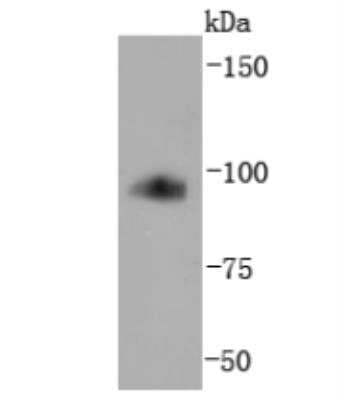Western Blot: TfR (Transferrin R) Antibody (JF0956) [NBP2-67189] - Analysis of Transferrin Receptor on mouse placenta lysates using anti-Transferrin Receptor antibody at 1/1,000 dilution.