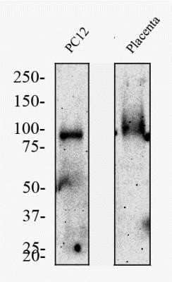 Western Blot: TfR (Transferrin R) Antibody (OX26) - Azide and BSA Free [NBP2-80976] - Total protein from rat adrenal gland cells (PC12) and rat placenta was separated on a 7.5% gel by SDS-PAGE, transferred to PVDF membrane and blocked in 5% non-fat milk in TBST. The membrane was probed with 2 ug/ml anti-CD71 in 1% milk, and detected with an anti-mouse HRP secondary antibody using chemiluminescence. Image from the standard format of this antibody.