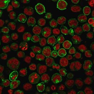 Immunocytochemistry/Immunofluorescence: TfR (Transferrin R) Antibody (TFRC/1059) [NBP2-45007] - Immunofluorescence Analysis of Human K562 cells labeling CD71 with TfR (Transferrin R) Antibody (TFRC/1059) followed by Goat anti-Mouse IgG-CF488 (Green). The nuclear counterstain is Red Dot (Red)