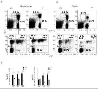 Flow Cytometry: TfR (Transferrin R) Antibody (YTA74.4) [NB100-65397] - SWAP-70-deficient mice have lower erythropoietic reserves. Upper plots: Ter119(low)CD71(high) comprise proerythroblasts and Ter119+ comprise total erythroblasts. Percentages shown are of total BM and spleen cells. Lower plots: erythroblasts, subgated Ter119high. Percentages shown are of parent populations. (C) Automated-quantified (MACSQuant, Miltenyi) total numbers of Ter119+ cells in the BM (per 1 femur and 1 tibia) and in the spleen of wt and Swap-70(-/-) mice of different ages.
