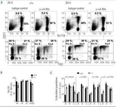 Flow Cytometry: TfR (Transferrin R) Antibody (YTA74.4) [NB100-65397] - Alpha4 and beta1 integrin activity regulation is required for erythroblast developmental transition. (A) Representative FACS plots of bone marrow (BM) Ter119+ erythroblasts after treatment with anti-alpha4 blocking antibodies (Abs) or with isotype-matched Abs. Percentages shown are of parent populations. (B) and (C) Histograms showing the mean of two independent experiments for mice treated with anti-alpha4, anti-beta1, their combination or with iso-type-matched Abs. 