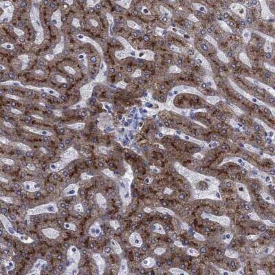 Immunohistochemistry-Paraffin: TfR2 Antibody [NBP3-17003] - Staining of human liver shows high expression.