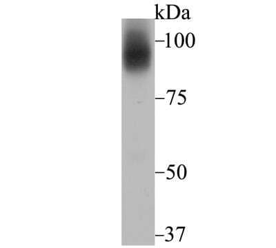 Western Blot: TfR2 Antibody (JG58-34) [NBP2-89122] - Analysis of Transferrin Receptor 2 on HepG2 cell using anti-Transferrin Receptor 2 antibody at 1/1,000 dilution.