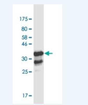 Western Blot: Th-POK Antibody (1D4) [H00051043-M03-100ug] - Detection against Immunogen (37.29 KDa) .