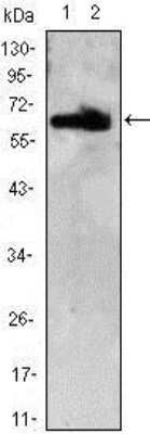 Western Blot: Th-POK Antibody (7C12) [NBP1-42564] - analysis using ZBTB7B mAb against HEK293(1,2) cell lysate.