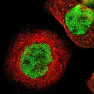 Immunocytochemistry/Immunofluorescence: Th-POK Antibody [NBP1-88077] - Staining of human cell line A-431 shows localization to nucleoplasm. Antibody staining is shown in green.