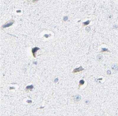 Immunohistochemistry-Paraffin: Th-POK Antibody [NBP1-88077] - Staining of human cerebral cortex using Anti-ZBTB7B antibody.