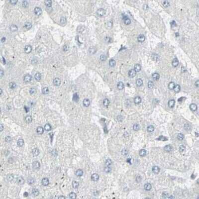 Immunohistochemistry-Paraffin: Th-POK Antibody [NBP1-88077] - Staining of human liver.