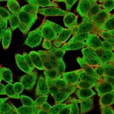 Immunocytochemistry/Immunofluorescence: Th-POK Antibody (PCRP-ZBTB7B-1B6) [NBP3-07757] - Immunofluorescence Analysis of PFA-fixed HeLa cells using Th-POK Mouse Monoclonal Antibody (PCRP-ZBTB7B-1B6) followed by goat anti- Mouse IgG-CF488 (green). CF640A phalloidin (red).