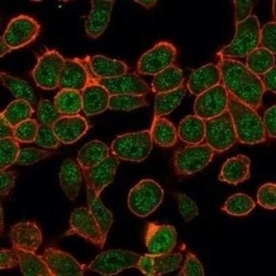 Immunocytochemistry/Immunofluorescence: Th-POK Antibody (PCRP-ZBTB7B-1F7) - Azide and BSA Free [NBP3-08312] - Immunofluorescence Analysis of PFA-fixed HeLa cells using Th-POK Mouse Monoclonal Antibody (PCRP-ZBTB7B-1F7) followed by goat anti- Mouse IgG-CF488 (green). CF640A phalloidin (red).