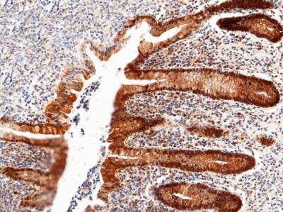 Immunohistochemistry-Paraffin: Thioredoxin-1 Antibody (214) [NBP2-89460] - Staining of human TXN in human appendix with rabbit monoclonal antibody (1:200).  Positive staining was localized to intestinal gland.