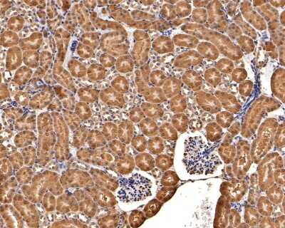 Immunohistochemistry-Paraffin: Thioredoxin-1 Antibody (JF101-8) [NBP2-67195] - Analysis of paraffin-embedded mouse kidney tissue with Rabbit anti-Thioredoxin-1 antibody washed with ddH2O and PBS, and then probed with the primary antibody  at 1/400 dilution for 1 hour at room temperature. The detection was performed using an HRP conjugated compact polymer system. DAB was used as the chromogen. Tissues were counterstained with hematoxylin and mounted with DPX.