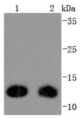 Western Blot: Thioredoxin-1 Antibody (JF101-8) [NBP2-67195] - Analysis of TRX1 on different lysates using anti-TRX1 antibody at 1/1,000 dilution. Positive control:  Lane 1: Hela  Lane 2: 293T