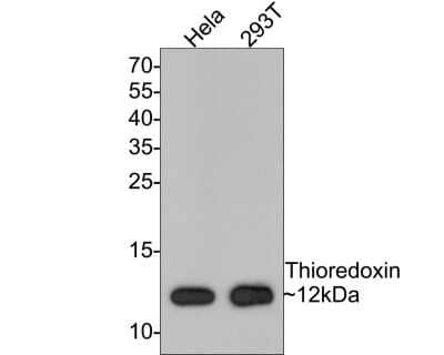Western Blot: Thioredoxin-1 Antibody (JF101-8) [NBP2-67195] - Analysis of Thioredoxin-1 on different lysates with Rabbit anti-Thioredoxin-1 antibody at 1/500 dilution. Lane 1: Hela cell lysate. Lane 2: 293T cell lysate. Lysates/proteins at 10 ug/Lane. Predicted band size: 12 kDa. Observed band size: 12 kDa. Exposure time: 2 minutes; 15% SDS-PAGE gel. Proteins were transferred to a PVDF membrane and blocked with 5% NFDM/TBST for 1 hour at room temperature. The primary antibody at 1/500 dilution was used in 5% NFDM/TBST at room temperature for 2 hours. Goat Anti-Rabbit IgG - HRP Secondary Antibody at 1:300,000 dilution was used for 1 hour at room temperature.