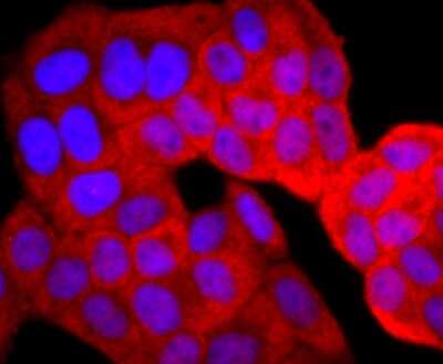 Immunocytochemistry/Immunofluorescence: Thioredoxin-1 Antibody (JM10-019) [NBP2-67198] - Staining TRX1 in Hela cells (red). The nuclear counter stain is DAPI (blue). Cells were fixed in paraformaldehyde, permeabilised with 0.25% Triton X100/PBS.