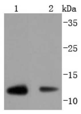Western Blot: Thioredoxin-1 Antibody (JM10-019) [NBP2-67198] - Analysis of TRX1 on different lysates using anti-TRX1 antibody at 1/1,000 dilution. Positive control: Lane 1: Hela Lane 2: Human lung