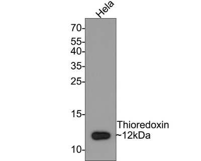 Western Blot: Thioredoxin-1 Antibody (JM10-019) [NBP2-67198] - Analysis of Thioredoxin-1 on Hela cell lysates with Rabbit anti-Thioredoxin-1 antibody at 1/500 dilution. Lysates/proteins at 10 ug/Lane. Predicted band size: 12 kDa Observed band size: 12 kDa. Exposure time: 2 minutes; 15% SDS-PAGE gel. Proteins were transferred to a PVDF membrane and blocked with 5% NFDM/TBST for 1 hour at room temperature. The primary antibody at 1/500 dilution was used in 5% NFDM/TBST at room temperature for 2 hours. Goat Anti-Rabbit IgG - HRP Secondary Antibody at 1:300,000 dilution was used for 1 hour at room temperature.