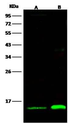 Western Blot: Thioredoxin-2 Antibody (001) [NBP2-90122] - Anti-Thioredxin -2 rabbit monoclonal antibody at 1:500 dilution. Lane A: Hela Whole Cell Lysate. Lane B: 293 Whole Cell Lysate. Lysates/proteins at 30 ug per lane.  Secondary: Goat Anti-Rabbit IgG H&L (Dylight800) at 1/10000 dilution. Developed using the Odyssey technique. Performed under reducing conditions. Predicted band size:18 kDa. Observed band size:15 kDa