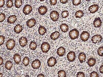 Immunohistochemistry-Paraffin: Thioredoxin-2 Antibody (054) [NBP2-90123] - Immunochemical staining of human TXN2 in human small intestine with rabbit monoclonal antibody (1:200, formalin-fixed paraffin embedded sections).