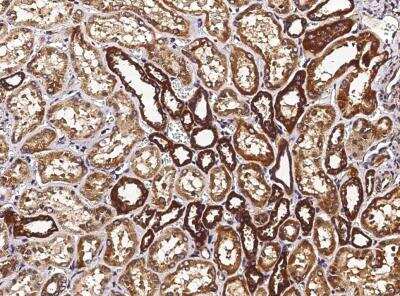 Immunohistochemistry-Paraffin: Thioredoxin-2 Antibody (054) [NBP2-90123] - Immunochemical staining of human TXN2 in human kidney with rabbit monoclonal antibody (1:200, formalin-fixed paraffin embedded sections).