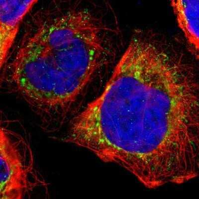 Immunocytochemistry/Immunofluorescence: Thioredoxin-2 Antibody [NBP1-92499] - Staining of human cell line A-431 shows positivity in mitochondria.