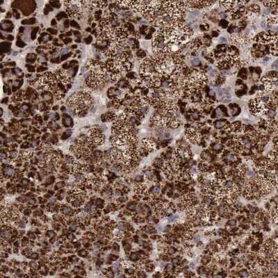 Immunohistochemistry-Paraffin: Thioredoxin-2 Antibody [NBP1-92499] - Staining of human adrenal gland shows strong granular cytoplasmic positivity in glandular cells.