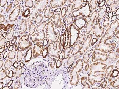 Immunohistochemistry-Paraffin: Thioredoxin-2 Antibody [NBP3-00013] - Immunochemical staining of human Thioredoxin-2 in human kidney with rabbit polyclonal antibody at 1:1000 dilution, formalin-fixed paraffin embedded sections.