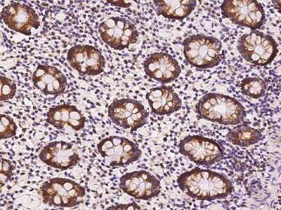 Immunohistochemistry-Paraffin: Thioredoxin-2 Antibody [NBP3-00013] - Immunochemical staining of human Thioredoxin-2 in human small intestine with rabbit polyclonal antibody at 1:1000 dilution, formalin-fixed paraffin embedded sections.