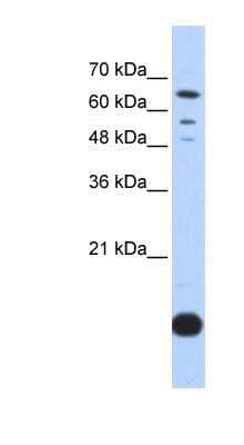 Western Blot: Thioredoxin-2 Antibody [NBP1-54673] - Transfected 293T cell lysate, concentration 0.2-1 ug/ml.