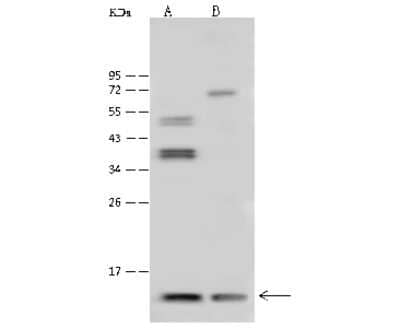 Western Blot: Thioredoxin-2 Antibody [NBP3-00013] - Anti-Thioredoxin-2 rabbit polyclonal antibody at 1:500 dilution. Lane A: HeLa Whole Cell Lysate. Lane B: 293 Whole Cell Lysate. Lysates/proteins at 30 ug per lane. Secondary Goat Anti-Rabbit IgG (H+L)/HRP at 1/10000 dilution. Developed using the ECL technique. Performed under reducing conditions. Predicted band size: 18 kDa