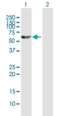 Western Blot: Thioredoxin Reductase 1/TRXR1 Antibody [H00007296-B01P] - Analysis of TXNRD1 expression in transfected 293T cell line by TXNRD1 polyclonal antibody.  Lane 1: TXNRD1 transfected lysate(54.67 KDa). Lane 2: Non-transfected lysate.