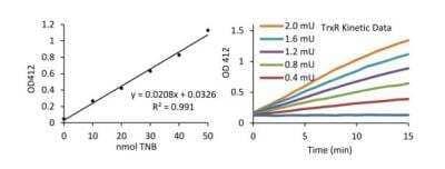 Thioredoxin Reductase Assay Kit (Colorimetric) [KA0883] - The standard curve is for the purpose of illustration only and should not be used to calculate unknowns. A standard curve should be generated each time the assay is performed.