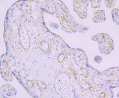 Immunohistochemistry-Paraffin: Thrombomodulin/BDCA-3 Antibody (JB48-23) [NBP2-75683] - Analysis of paraffin-embedded human placenta tissue using anti-Thrombomodulin antibody. Counter stained with hematoxylin.