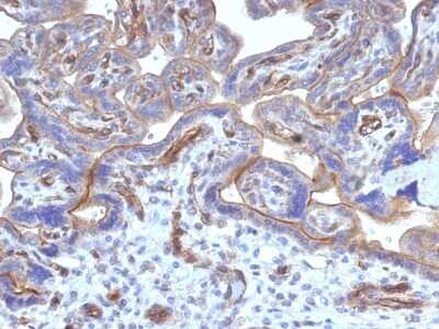 Immunohistochemistry-Paraffin: Thrombomodulin/BDCA-3 Antibody (THBD/1782) - Azide and BSA Free [NBP2-54496] - Formalin-fixed, paraffin-embedded human Placenta stained with Thrombomodulin/CD141 Monoclonal Antibody (THBD/1782).