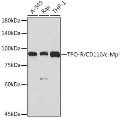 Western Blot: Thrombopoietin R/Tpo R Antibody (5Q9Z6) [NBP3-15880] - Western blot analysis of extracts of various cell lines, using Thrombopoietin R/Tpo R Rabbit mAb (NBP3-15880) at 1:1000 dilution. Secondary antibody: HRP Goat Anti-Rabbit IgG (H+L) at 1:10000 dilution. Lysates/proteins: 25ug per lane. Blocking buffer: 3% nonfat dry milk in TBST. Detection: ECL Basic Kit. Exposure time: 1s.