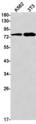 Western Blot: Thrombopoietin R/Tpo R Antibody (S03-1C9) [NBP3-19792] - Western blot detection of Thrombopoietin R/Tpo R in K562, C6 cell lysates using NBP3-19792 (1:1000 diluted). Predicted band size: 71kDa. Observed band size: 85kDa.