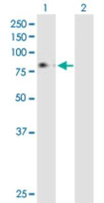 Western Blot: Thrombopoietin R/Tpo R Antibody [H00004352-B01P] - Analysis of MPL expression in transfected 293T cell line by MPL polyclonal antibody.  Lane1:MPL transfected lysate(69.85 KDa). Lane2:Non-transfected lysate.
