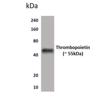 Western Blot: Thrombopoietin/THPO Antibody (MM0566-1Z3) [NBP2-11922] - Lysates of HEK293 expressing human Thrombopoietin.