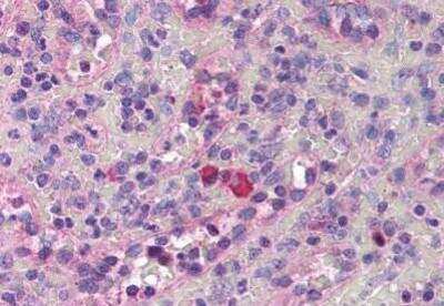 Immunohistochemistry-Paraffin: Thrombopoietin/THPO Antibody [NBP1-02531] - Staining of human spleen tissue after heat-induced antigen retrieval. Antibody concentration 10 ug/ml.