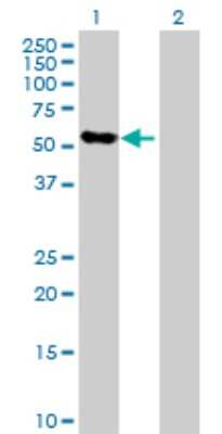 Western Blot: Thrombopoietin/Tpo Antibody [H00007066-D01P] - Analysis of THPO expression in transfected 293T cell line by THPO polyclonal antibody.Lane 1: THPO transfected lysate(37.40 KDa).Lane 2: Non-transfected lysate.