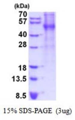 SDS-Page: Recombinant Human Thrombopoietin/THPO Protein [NBP2-52060] -  15% SDS Page (3 ug)
